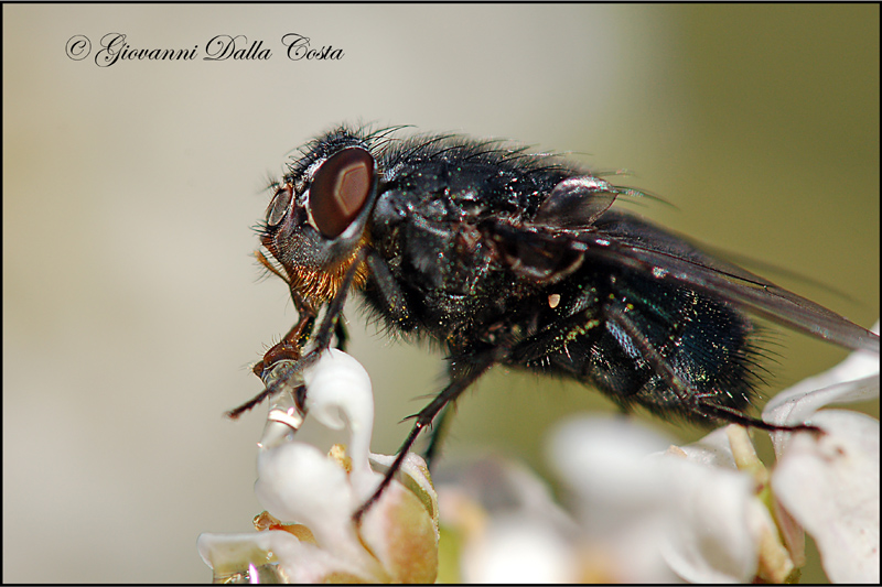 Calliphora vomitoria F (Calliphoridae)